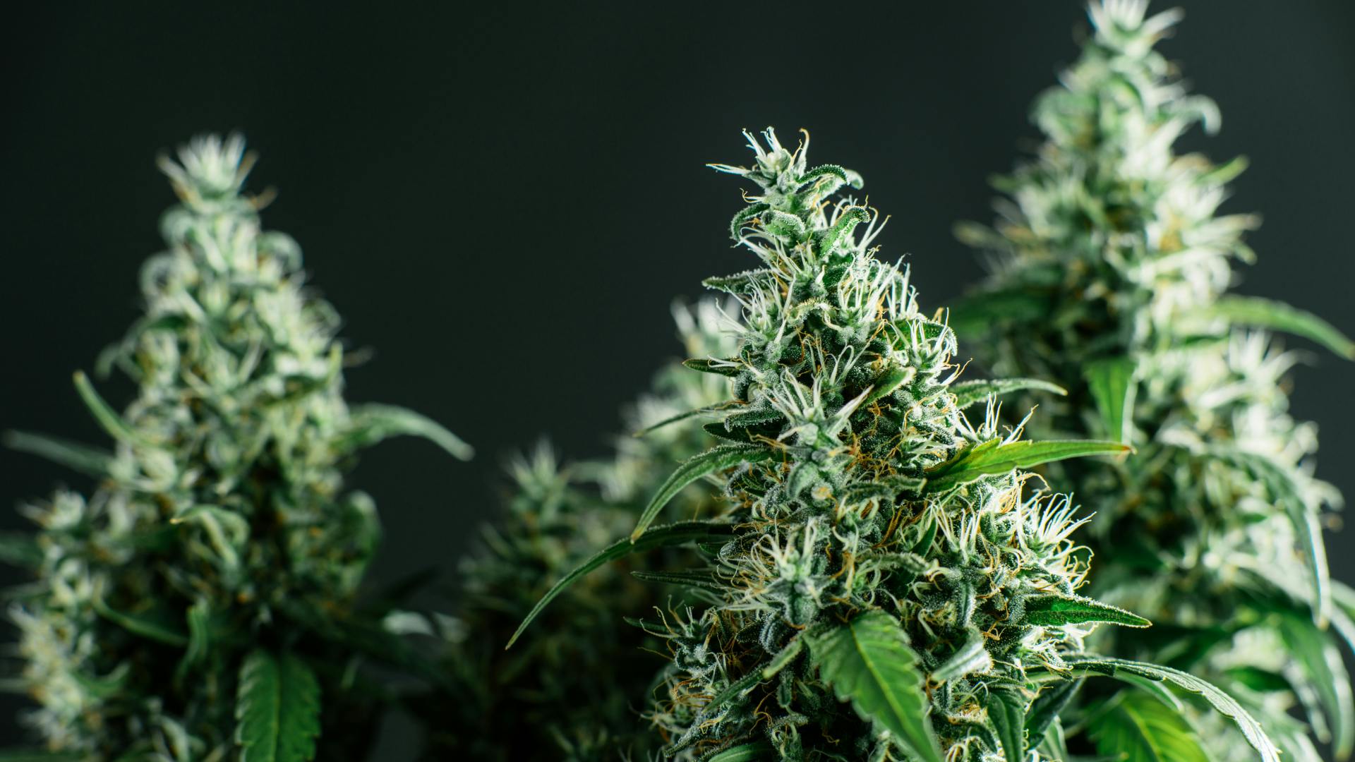 Select 3.5G Flower-2 for $60!