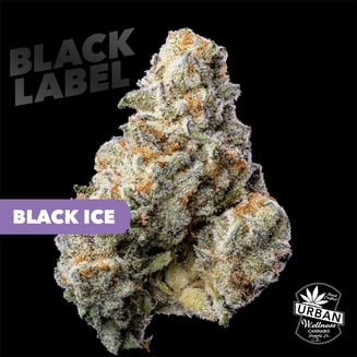 Urban Wellness Black Label - Black Ice [4g] - Urban Wellness