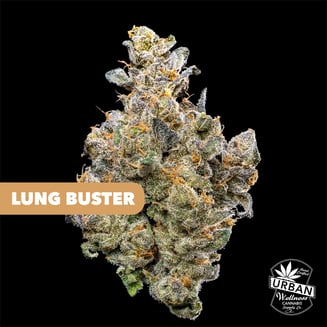 Urban Wellness Pink Panther - Urban Wellness Cannabis Dispensary in NM