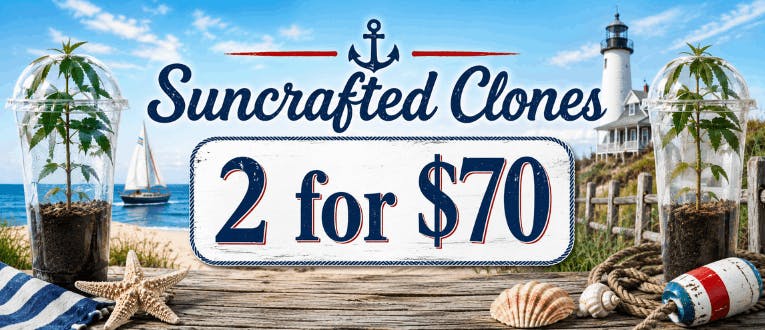 Suncrafted Clones | 2 for $70