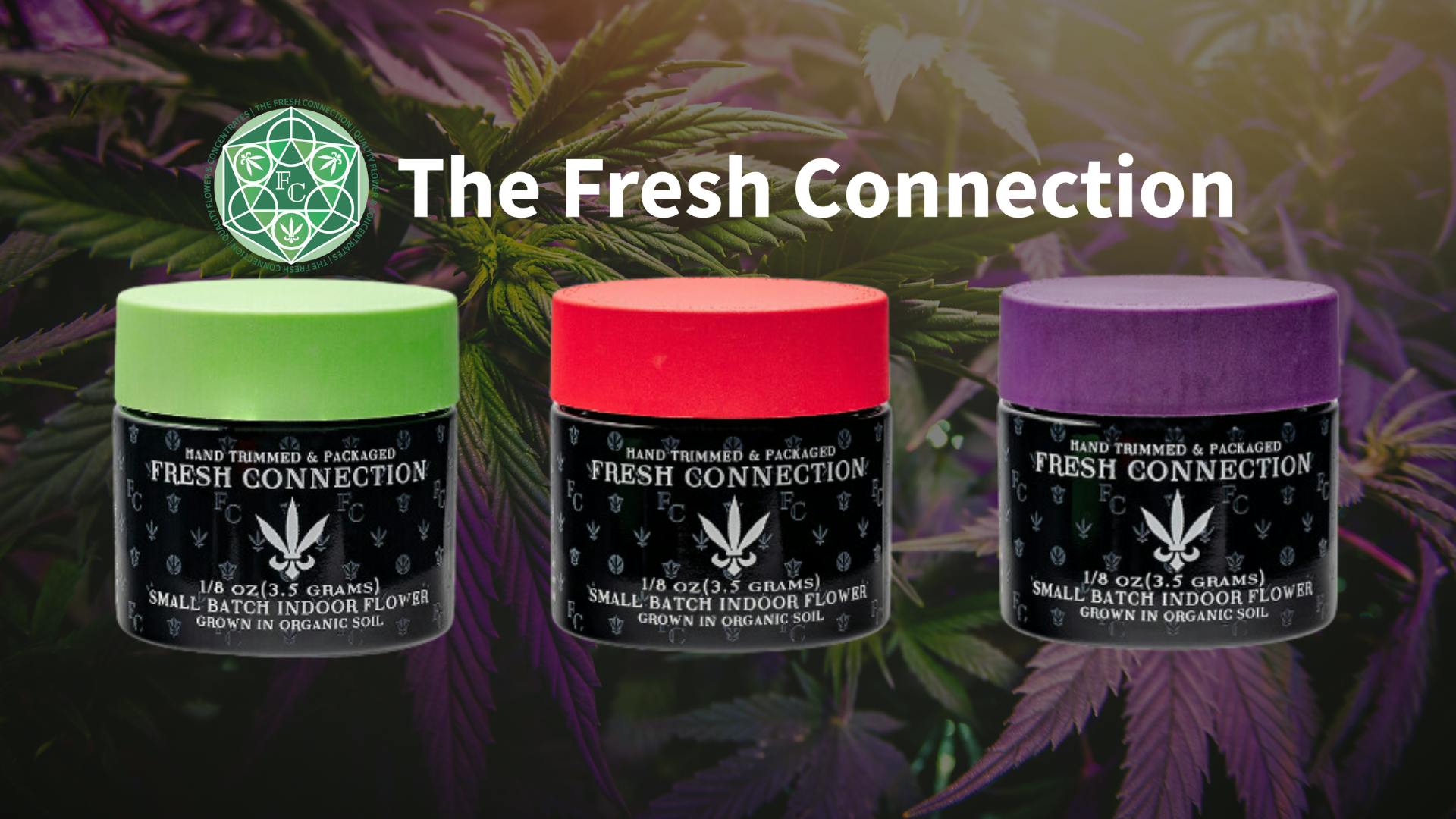 Fresh Connection Flower-Special Offer!