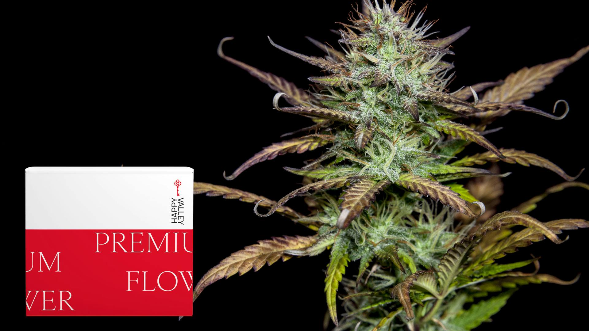 Happy Valley Flower-2 for $70!